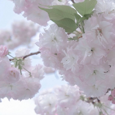 兽设星空场景设计Furry群